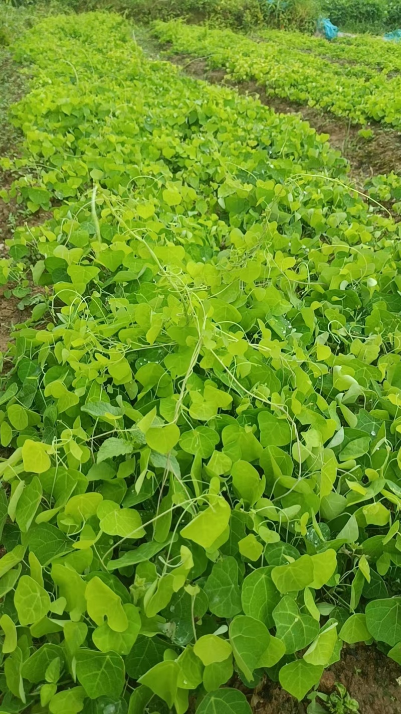 【种植基地直发】江西粉防己苗，大量货源，十年种植经验