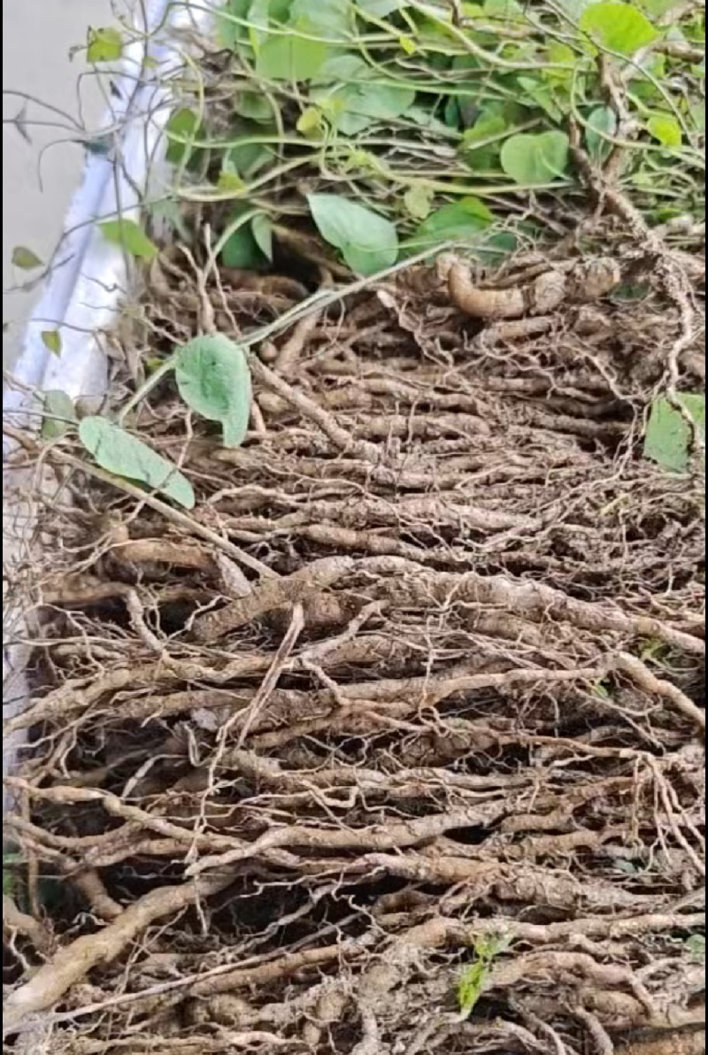 【种植基地直发】江西粉防己苗，大量货源，十年种植经验