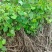 【种植基地直发】江西粉防己苗，大量货源，十年种植经验