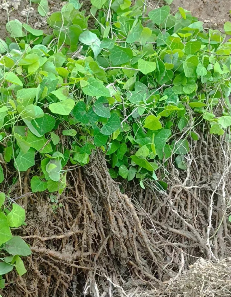 【种植基地直发】江西粉防己苗，大量货源，十年种植经验