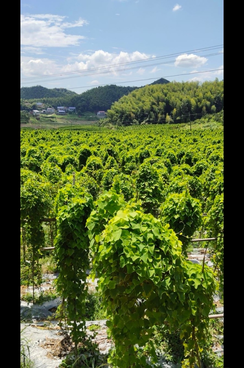 【种植基地直发】江西粉防己苗，大量货源，十年种植经验