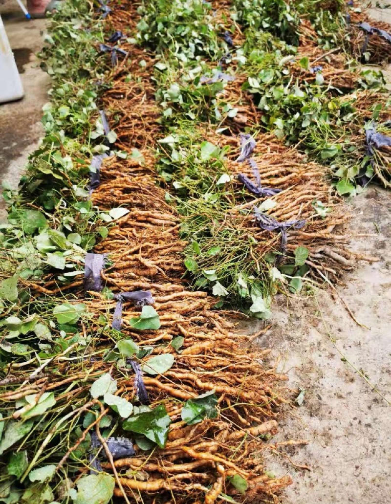 【种植基地直发】江西粉防己苗，大量货源，十年种植经验