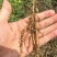 【种植基地直发】江西粉防己苗，大量货源，十年种植经验