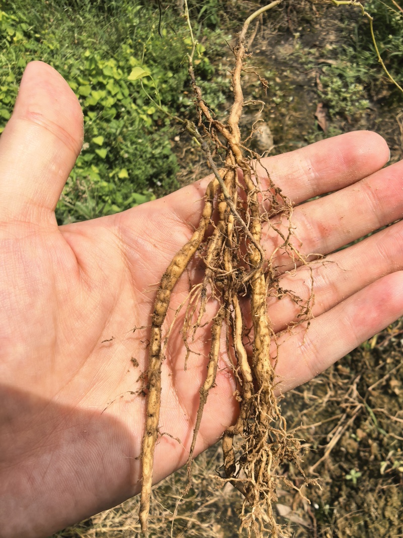 【种植基地直发】江西粉防己苗，大量货源，十年种植经验