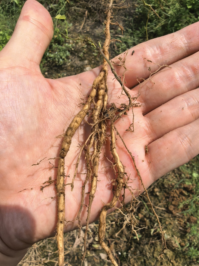 【种植基地直发】江西粉防己苗，大量货源，十年种植经验