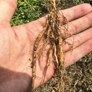 【种植基地直发】江西粉防己苗，大量货源，十年种植经验