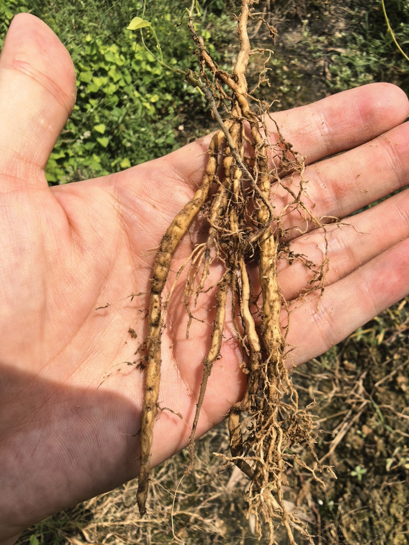 【种植基地直发】江西粉防己苗，大量货源，十年种植经验