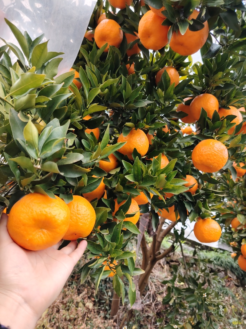 高山蜜橘，皮薄多汁，无纤维，入口化渣，纯甜无酸
