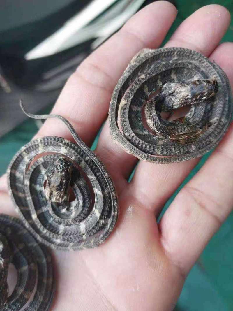 白花蛇
