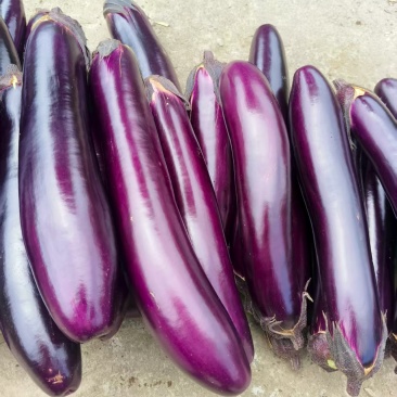 毕节大红茄子🍆，物美价廉如果想要可以与供货商对接面谈价格