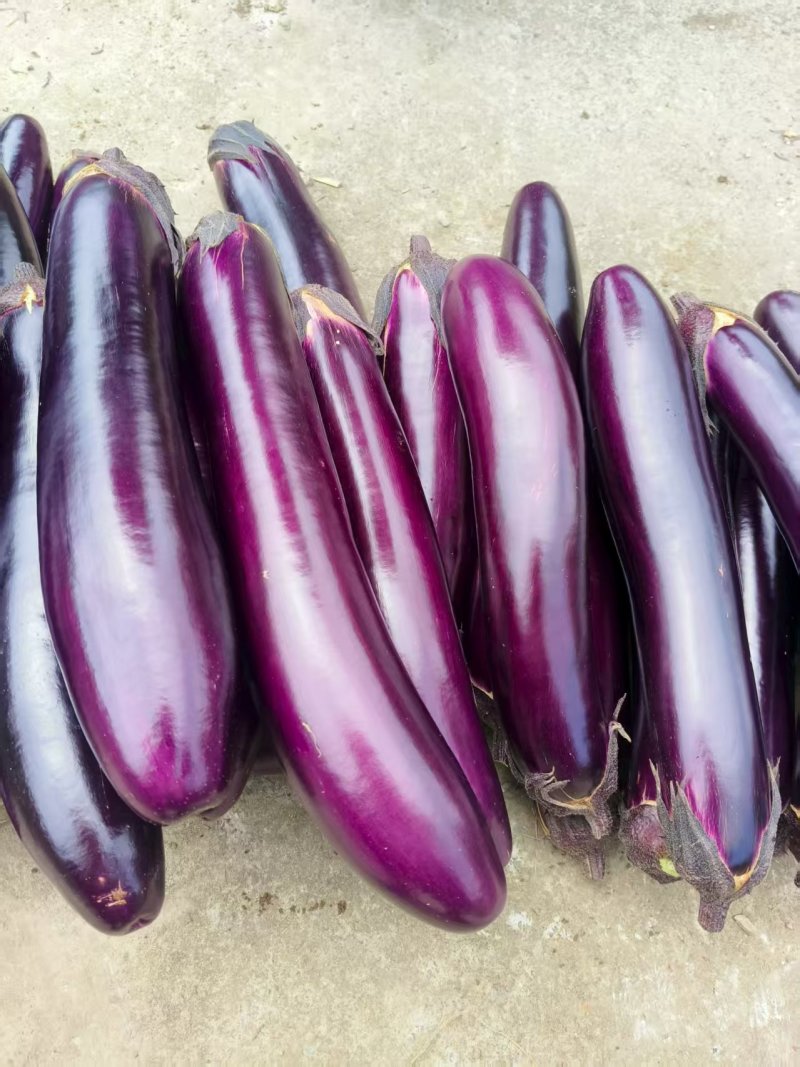 毕节大红茄子🍆，物美价廉如果想要可以与供货商对接面谈价格
