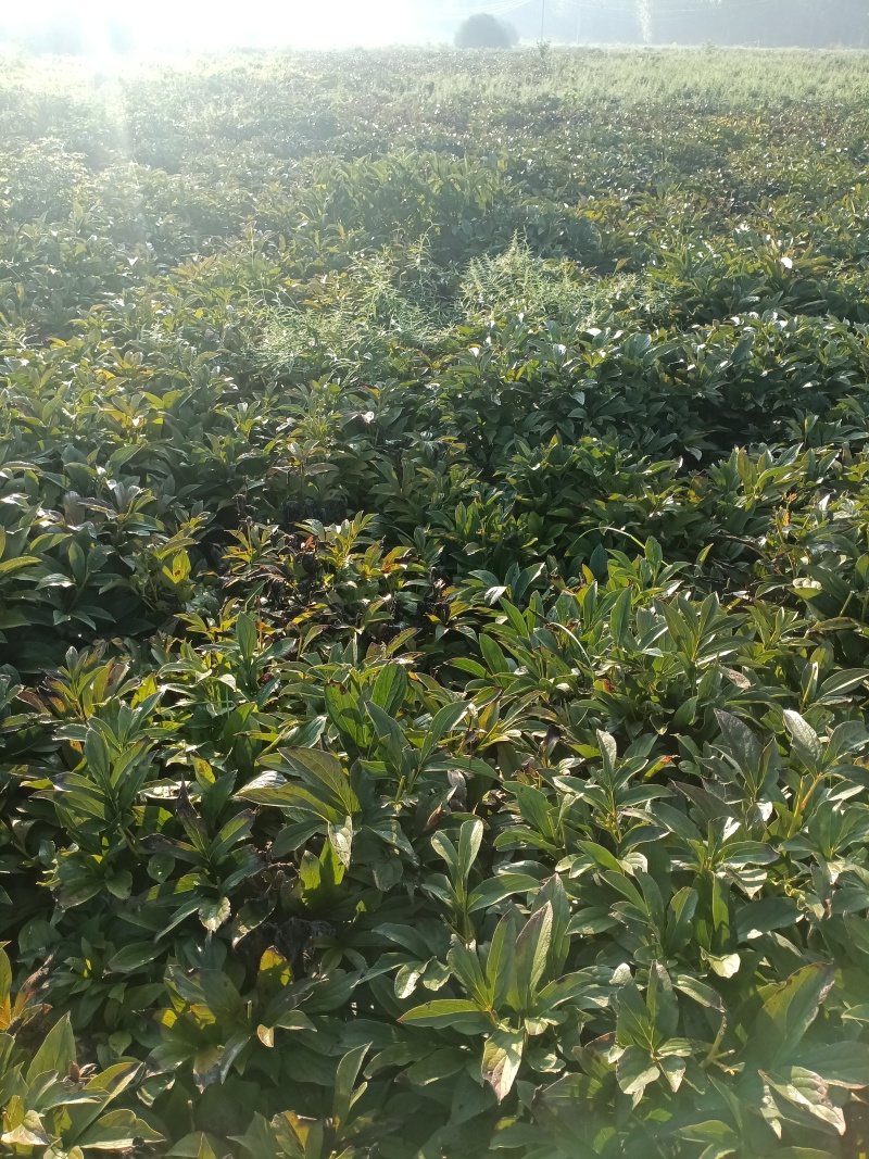 白芍鲜根芽头5年货20亩。商丘睢阳区。只接TEL