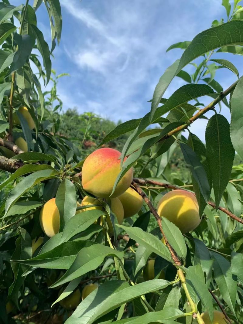 建宁锦绣黄桃，夏日限定水果！特价出售，量大优惠，一件代发！