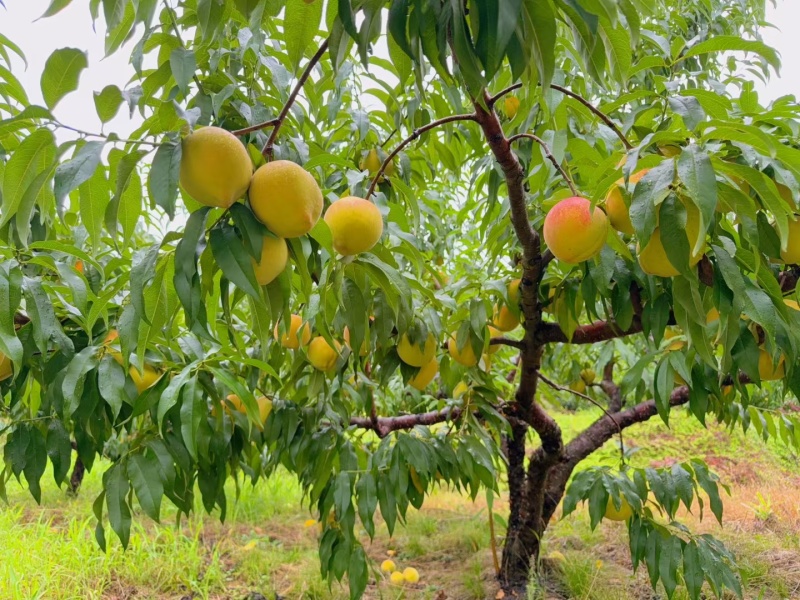 建宁锦绣黄桃，夏日限定水果！特价出售，量大优惠，一件代发！