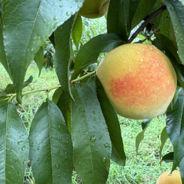 建宁锦绣黄桃，夏日限定水果！特价出售，量大优惠，一件代发！