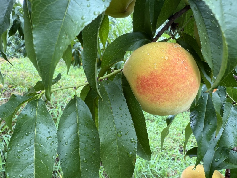建宁锦绣黄桃，夏日限定水果！特价出售，量大优惠，一件代发！