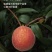 建宁锦绣黄桃，夏日限定水果！特价出售，量大优惠，一件代发！