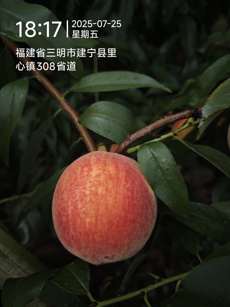 建宁锦绣黄桃，夏日限定水果！特价出售，量大优惠，一件代发！