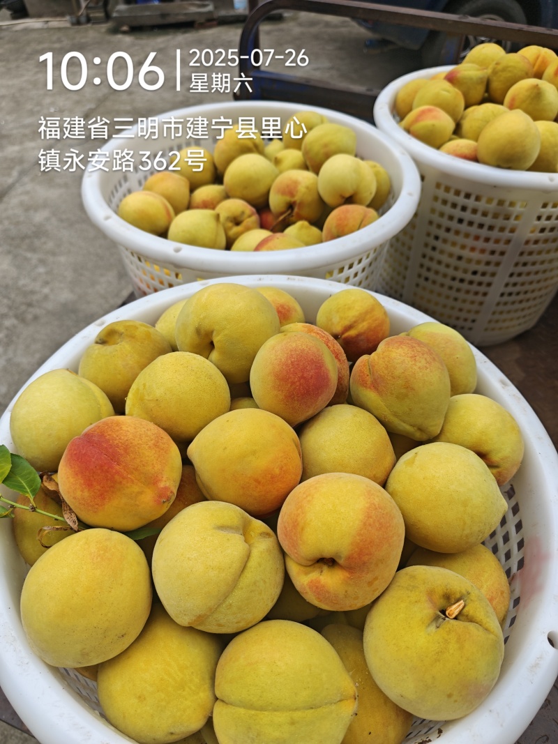建宁锦绣黄桃，夏日限定水果！特价出售，量大优惠，一件代发！