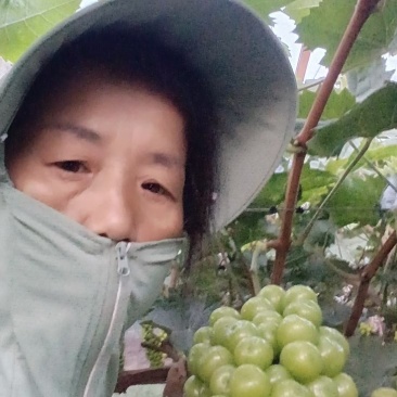 阳光玫瑰