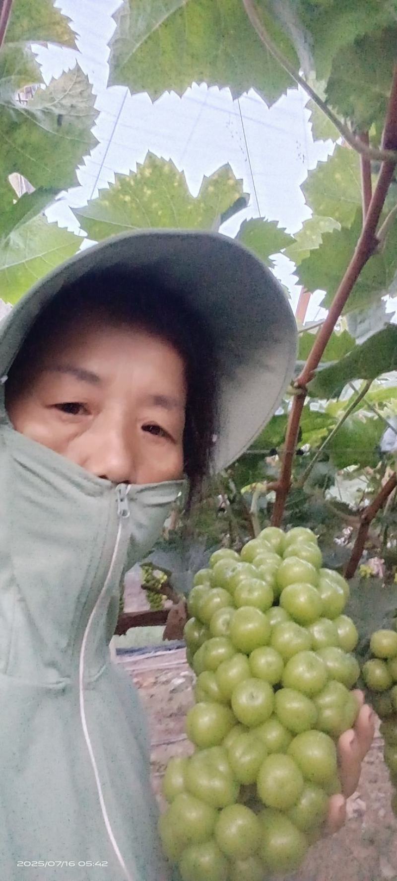 阳光玫瑰