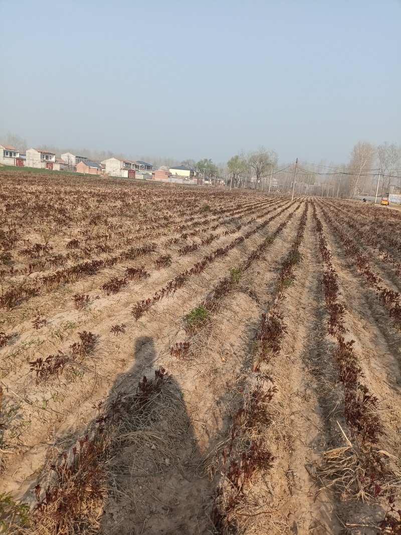 白芍鲜根芽头5年货20亩。商丘睢阳区。只接TEL