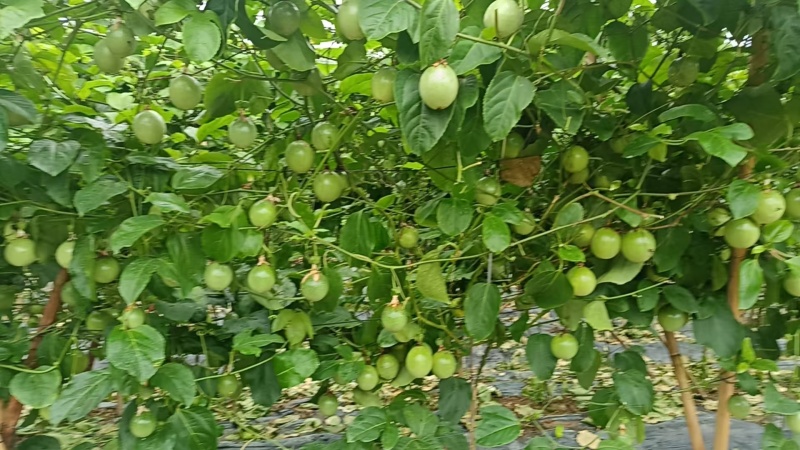 黄金百香果