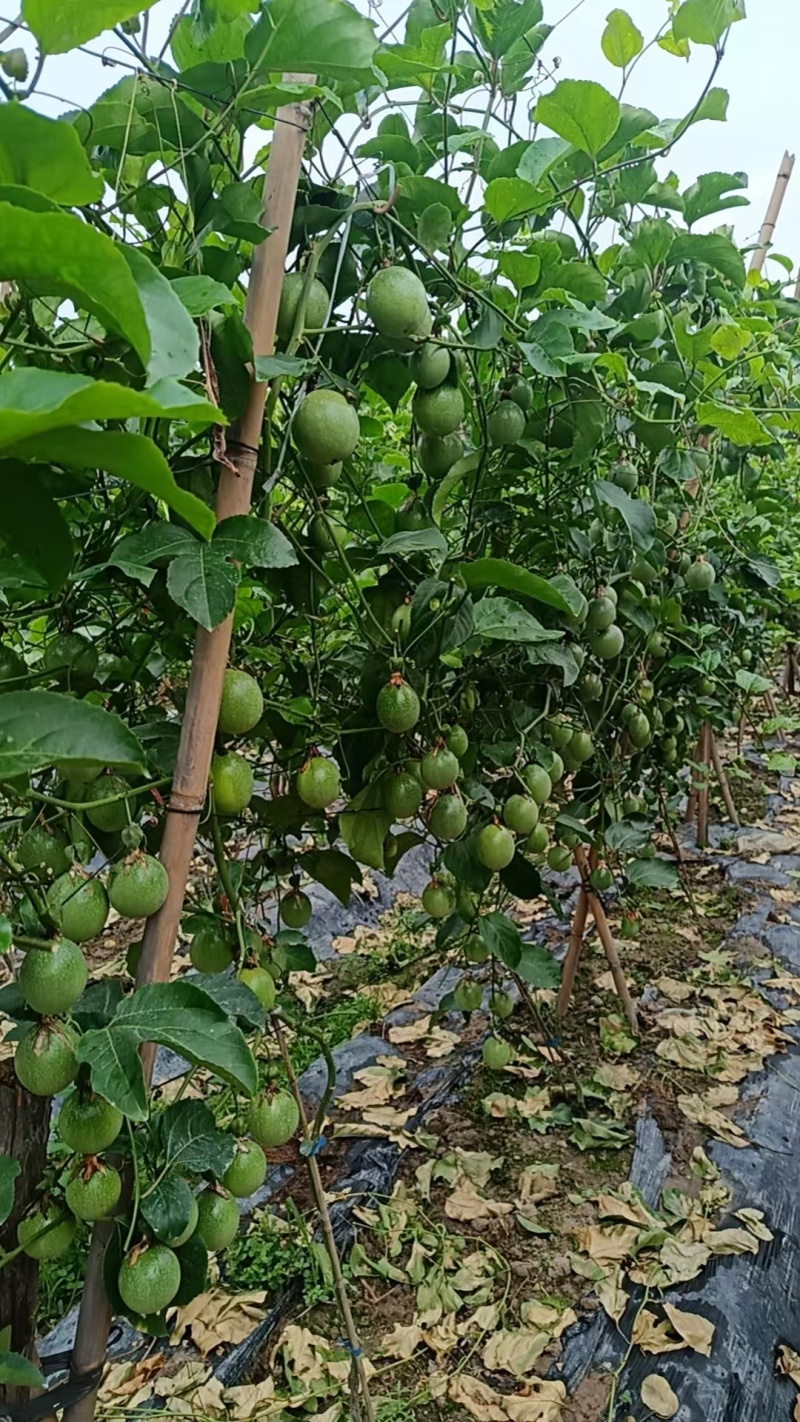 黄金百香果