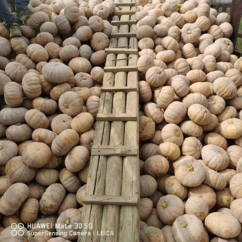 盘龙南瓜基地直销量大质优价格优惠一手货源欢迎咨询