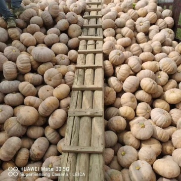 盘龙南瓜基地直销量大质优价格优惠一手货源欢迎咨询