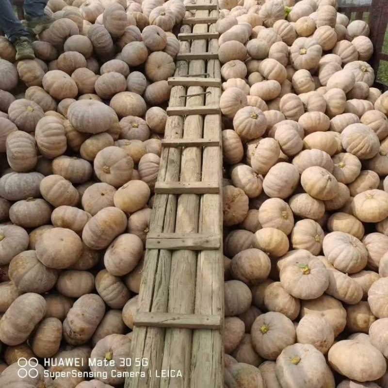盘龙南瓜基地直销量大质优价格优惠一手货源欢迎咨询