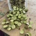 红心猕猴桃