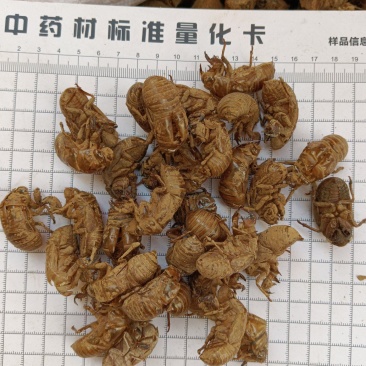 蝉蜕产地山东沙地真实拍照薄利多销有现货24小时内发货