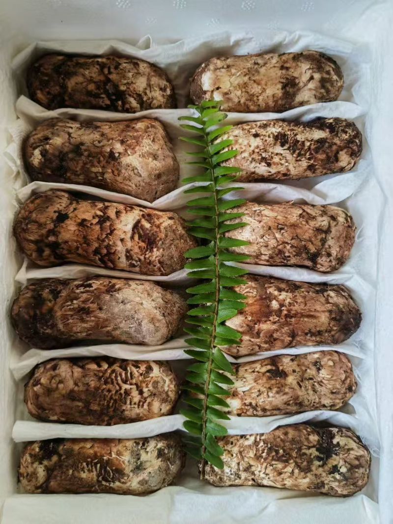 香格里拉松茸