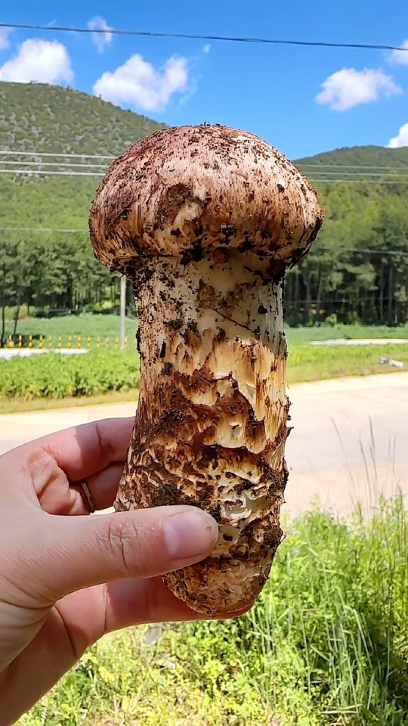 香格里拉松茸