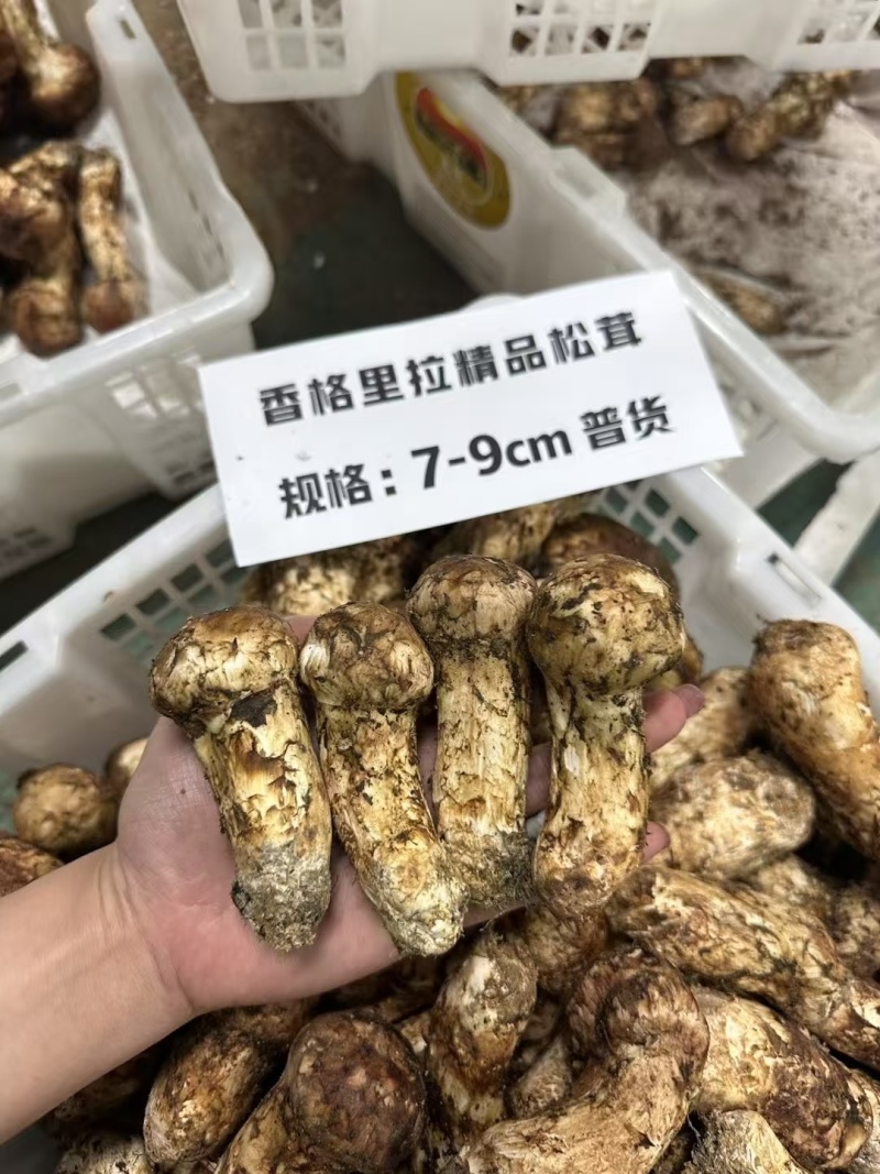 香格里拉松茸