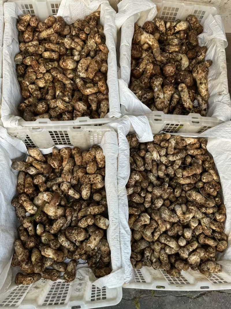 香格里拉松茸
