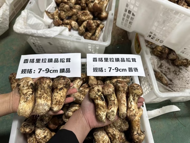 香格里拉松茸