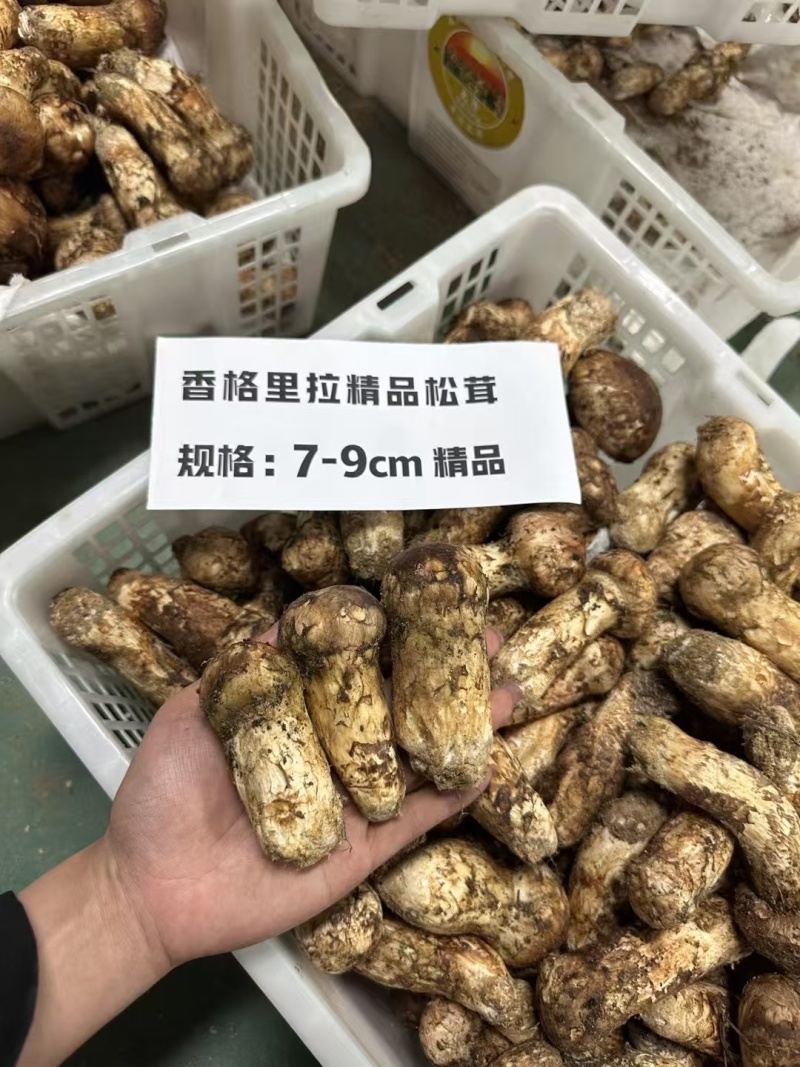 香格里拉松茸