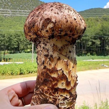 香格里拉松茸