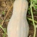 蜜本南瓜