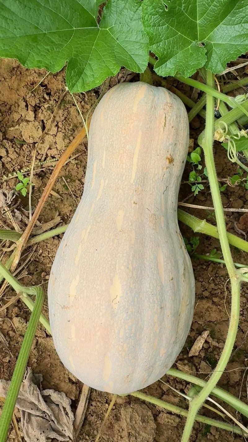 蜜本南瓜