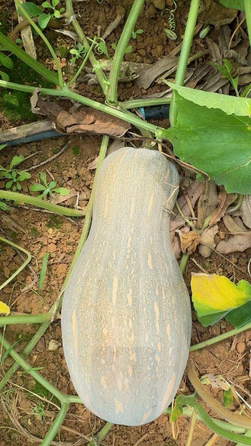 蜜本南瓜