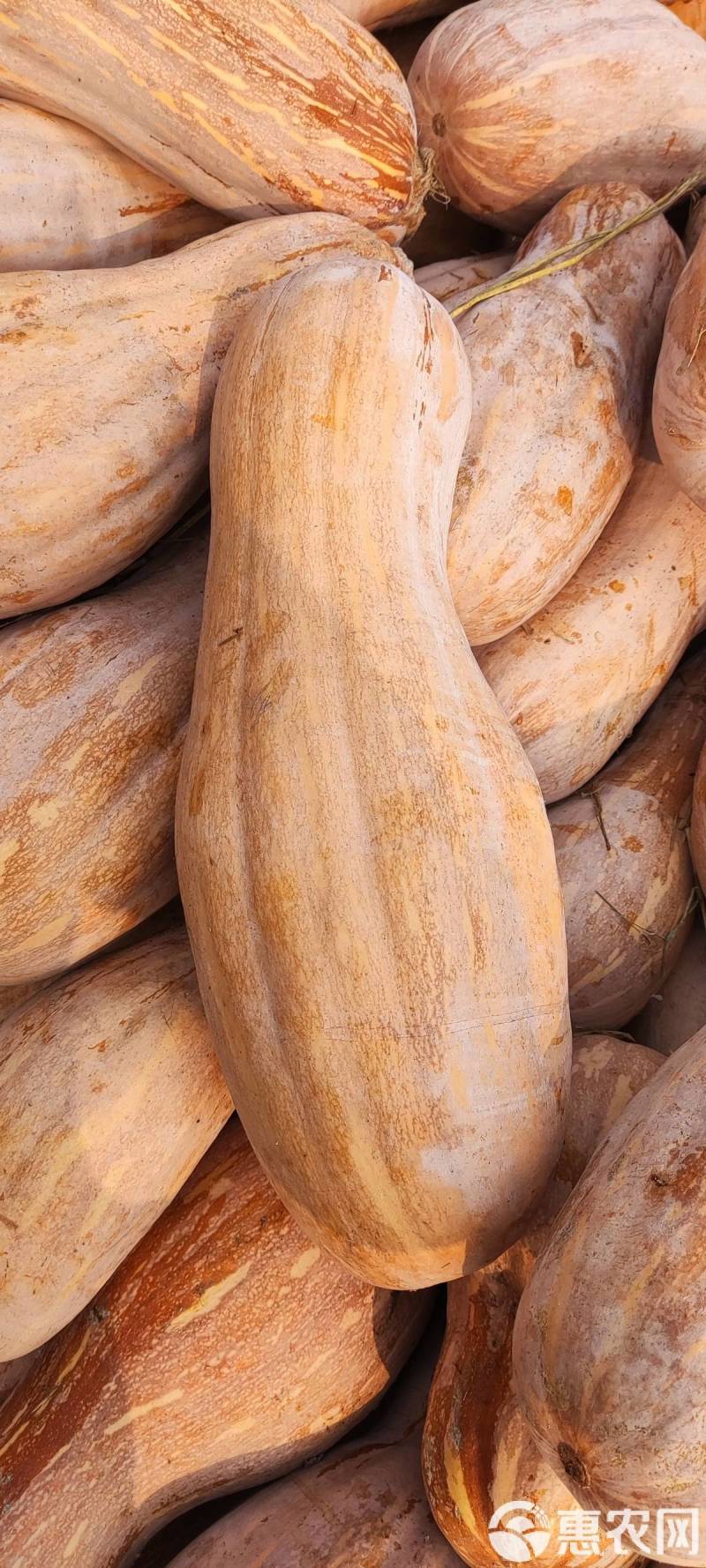 蜜本南瓜