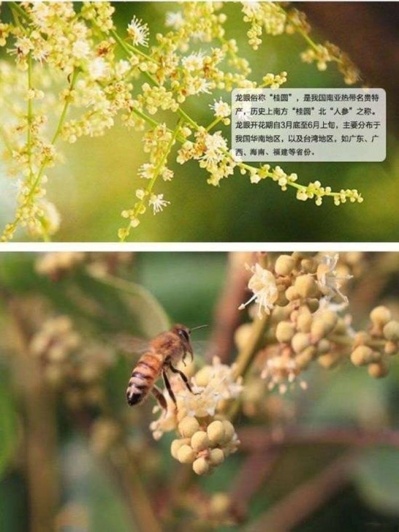 农家土蜂蜜