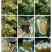 农家土蜂蜜