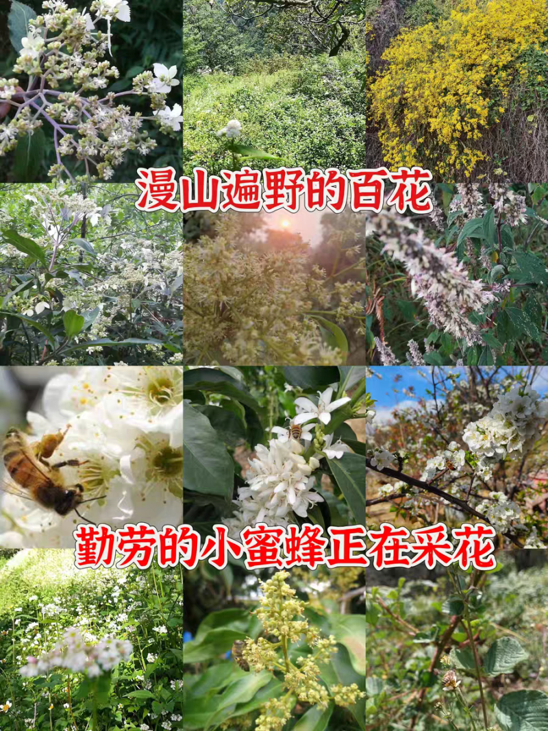 农家土蜂蜜