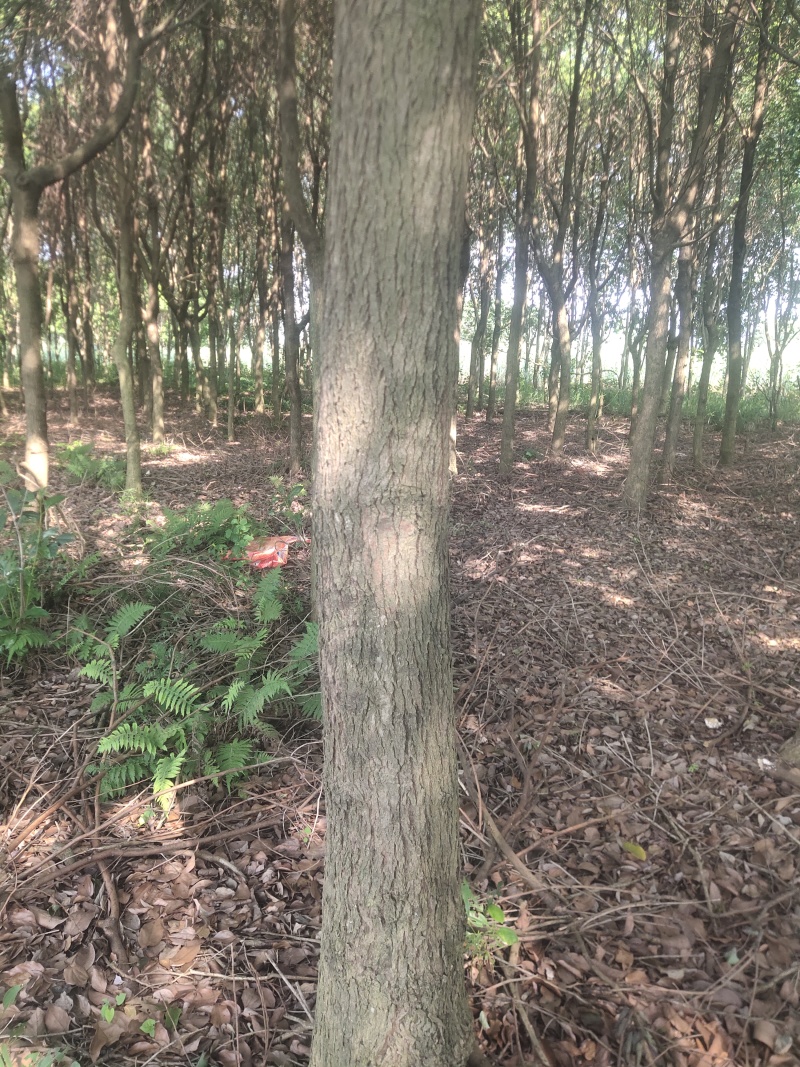 香樟树