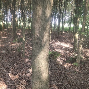 香樟树