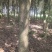 香樟树